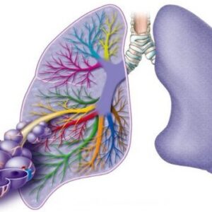 Respiratory