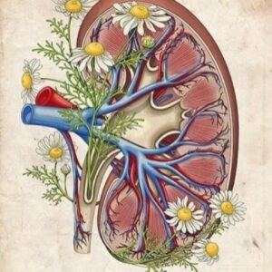 Nephrology